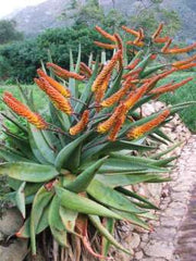Aloe Marlothii - Indigenous South African Succulent - 10 Seeds