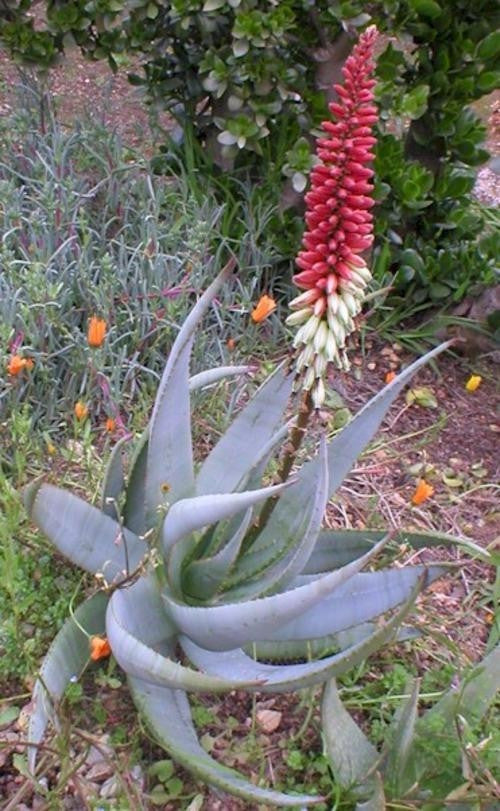 Aloe Petricola - Indigenous South African Succulent - 10 Seeds