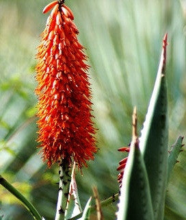 Aloe Transvaalensis - Indigenous South African Succulent - 10 Seeds