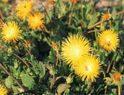 Apatesia Pillansii - Indigenous South African Succulent - 10 Seeds
