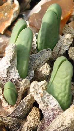 Cheiridopsis Aurea - Indigenous South African Succulent - 10 Seeds