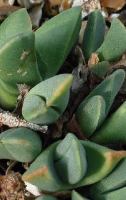 Cheiridopsis Excavata - Indigenous South African Succulent - 10 Seeds