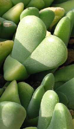 Cheiridopsis Pillansii - Indigenous South African Succulent - 10 Seeds