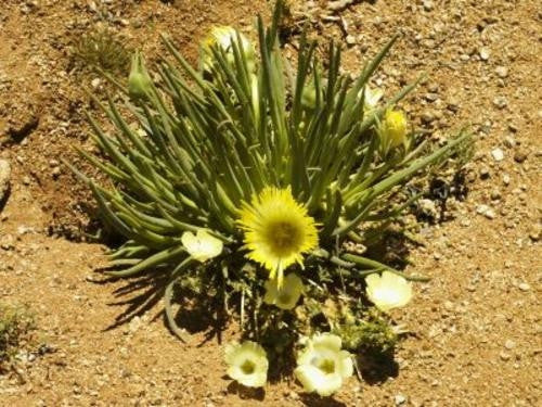 Conicosia Pugioniformis - Indigenous South African Succulent - 10 Seeds