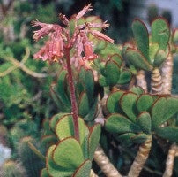 Cotyledon Barbeyi - Indigenous South African Succulent - 10 Seeds