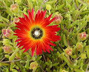 Drosanthemum Speciosum - Indigenous South African Succulent - 10 Seeds