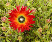 Drosanthemum Speciosum - Indigenous South African Succulent - 10 Seeds