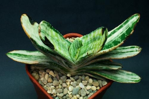 Gasteria Brachyphylla - Indigenous South African Succulent - 10 Seeds
