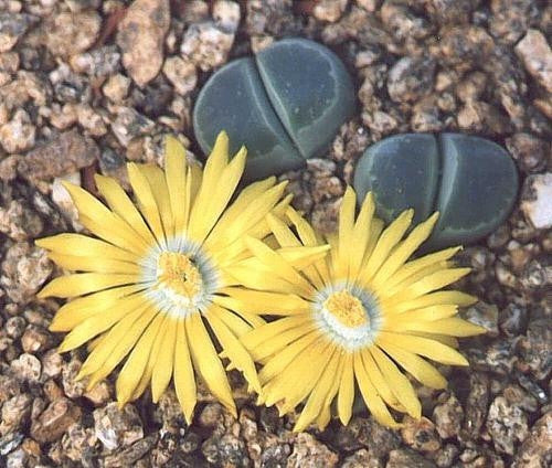Lithops Hellmutii var. Helmutii - Indigenous South African Succulent - 10 Seeds