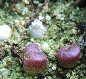 Lithops hookeri var vermiculata - Indigenous South African Succulent - 10 Seeds