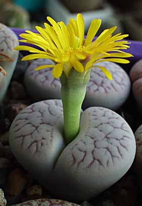 Lithops Pseudotruncatella - Indigenous South African Succulent - 10 Seeds