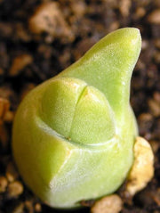 Mitrophyllum Grande - Indigenous South African Succulent - 10 Seeds