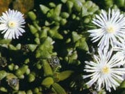 Ruschia Tenella - Indigenous South African Succulent - 10 Seeds