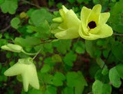 Bauhinia Tomentosa - Indigenous South African Tree - 10 Seeds