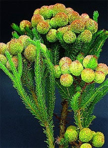 Berzelia Galpinii - Indigenous South African Tree - 30 Seeds