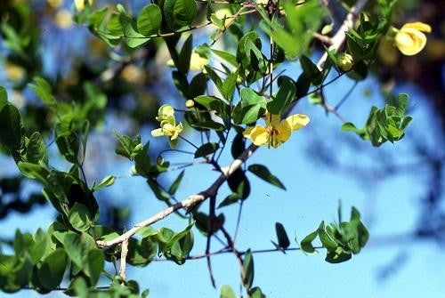 Cassia Abbreviata - Indigenous South African Tree - 5 Seeds