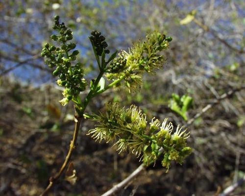 Combretum Apiculatum - Indigenous South African Tree - 5 Seeds
