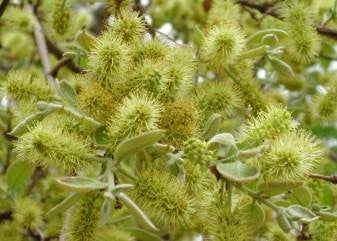 Combretum Erythophyllum - Indigenous South African Tree - 5 Seeds