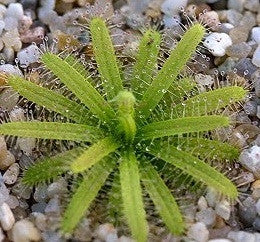 Drosera Cistiflora - Indigenous South African Carnivorous Plant - 10 Seeds