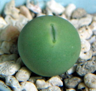 Conophytum Calculus - Indigenous South African Succulent - 10 Seeds