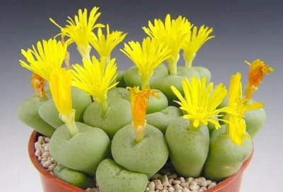 Conophytum Flavum - Indigenous South African Succulent - 10 Seeds