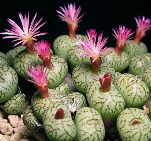 Conophytum Uviforme - Indigenous South African Succulent - 10 Seeds