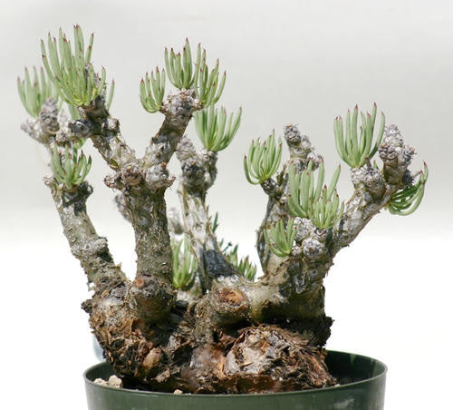 Tylecodon Pearsonii - Indigenous South African Succulent - 10 Seeds