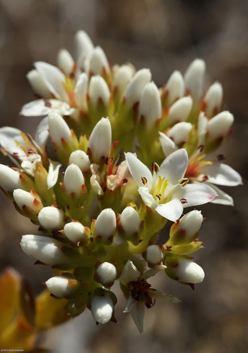 Crassula Fallax - Indigenous South African Succulent - 10 Seeds