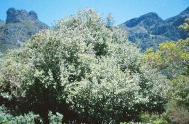 Brachylaena discolor var discolor - Indigenous South African Tree - 20 Seeds