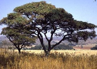 Burkea Africana - Indigenous South African Tree - 10 Seeds