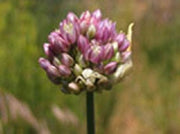 Allium dregeanum - Indigenous South African Bulb - 10 Seeds