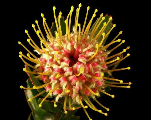 Leucospermum Cuneiforme - Indigenous South African Protea - 5 Seeds