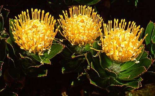 Leucospermum Grandiflorum - Indigenous South African Protea - 5 Seeds
