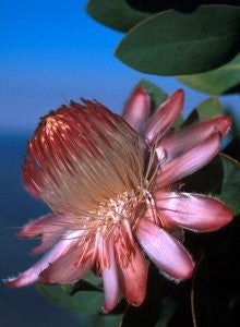 Protea Punctata - Indigenous South African Protea - 5 Seeds