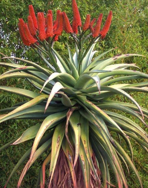 Aloe Excelsa - Indigenous South African Succulent - 10 Seeds