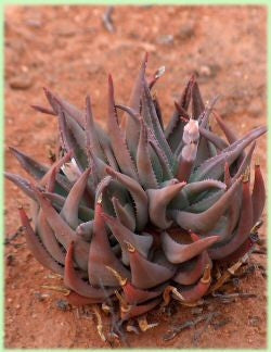 Aloe Krapohliana - Indigenous South African Succulent - 10 Seeds