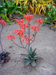 Aloe Vogtsii - Indigenous South African Succulent - 10 Seeds