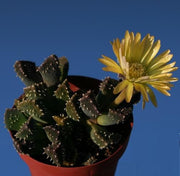 Aloinopsis Setifera - Indigenous South African Succulent - 10 Seeds