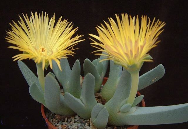 Cheiridopsis Candidissima - Indigenous South African Succulent - 10 Seeds