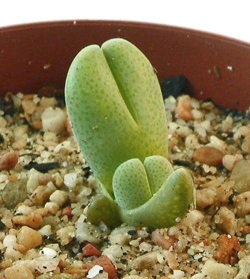 Cheiridopsis Glomerata - Indigenous South African Succulent - 10 Seeds