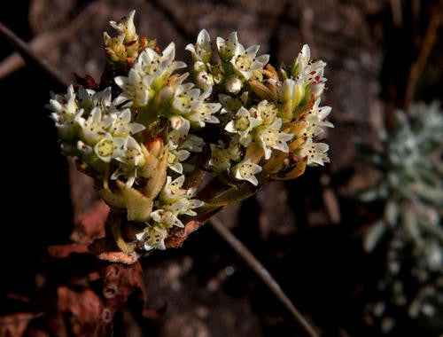 Crassula Vaginata - Indigenous South African Succulent - 5 Seeds