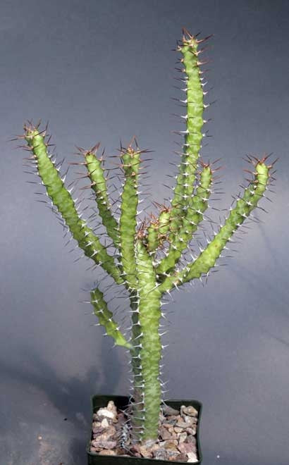 Euphorbia Evansii - Indigenous South African Succulent - 10 Seeds
