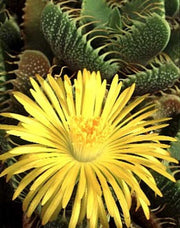 Faucaria Felina - Indigenous South African Succulent - 10 Seeds