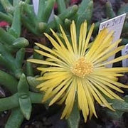Faucaria Paucidens - Indigenous South African Succulent - 10 Seeds