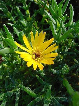 Lampranthus Glaucus - Indigenous South African Succulent - 10 Seeds