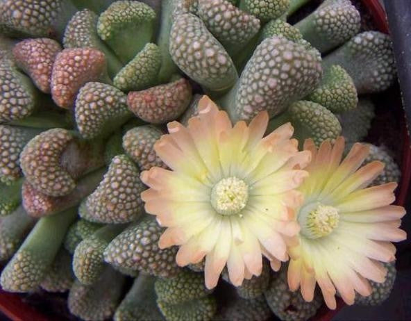 Titanopsis Primosii - Indigenous South African Succulent - 10 Seeds