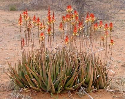 Aloe Lutescens - Indigenous South African Succulent - 10 Seeds
