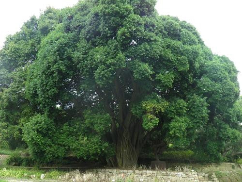 Ficus Craterostoma - Indigenous South African Fig Tree - 10 Seeds