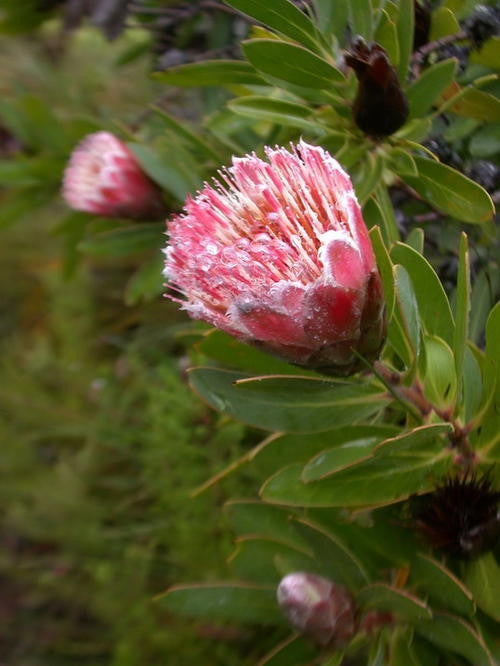 Protea Mundii Red - Indigenous South African Protea - 5 Seeds