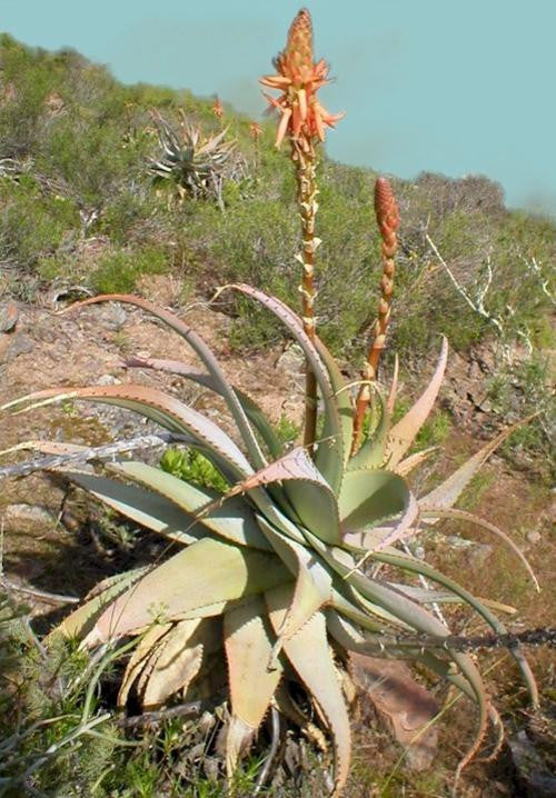 Aloe Glauca - Indigenous South African Succulent - 10 Seeds